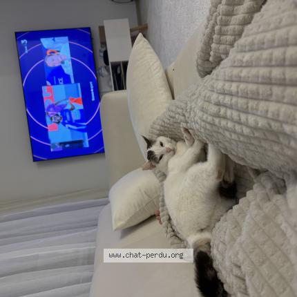 Photo 1/1 Mikki Chat perdu à Feugarolles