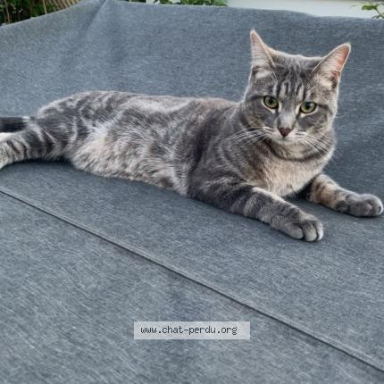 Photo 1/1 Chat retrouvé Perdu à Pierrefite sur seine