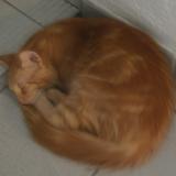 Photo de chat perdu à 69200 Venissieux