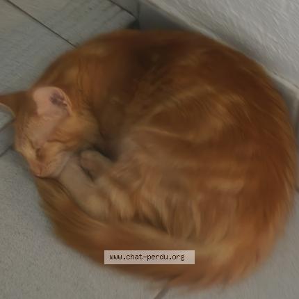 Photo 1/1 Chat retrouvé Perdu à 69200 venissieux