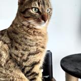 Photo de chat perdu à Tocane St Apre