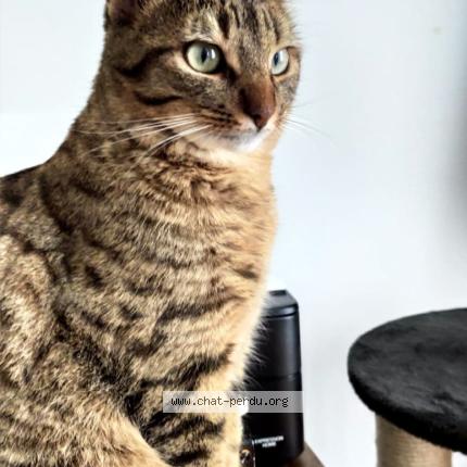 Photo 1/1 Chat retrouvé Perdu à Tocane St Apre