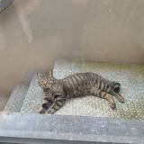 Photo de chat perdu à Schaerbeek