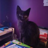 Photo de chat perdu à Varennes