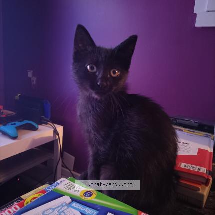 Photo 1/1 Chat retrouvé Perdu à Varennes