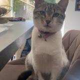 Photo de chat perdu à La Jonchere Saint Maurice