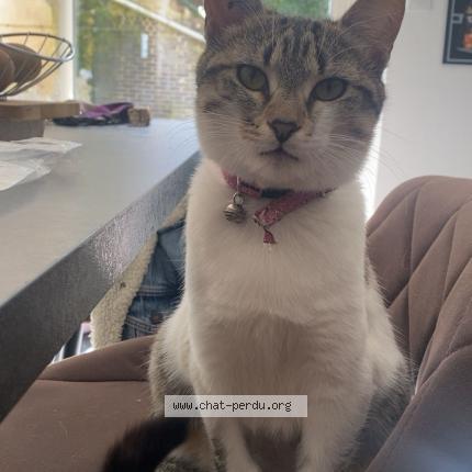 Photo 1/1 Chat retrouvé Perdu à La jonchere saint maurice
