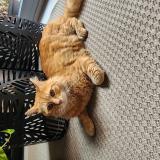 Photo de chat perdu à Martigue