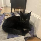 Photo de chat trouvé à Rennes