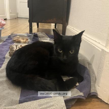 Photo 1/1 Chat trouvé Trouvé à Rennes