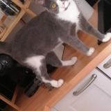 Photo de chat perdu à Montelimar