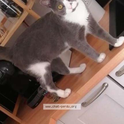Photo 1/1 Guizmo Chat perdu à Montelimar