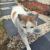 Photo de chat perdu à Prey