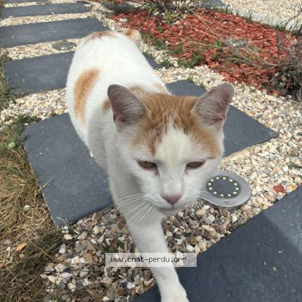 Photo 1/1 Titi Chat perdu à Prey