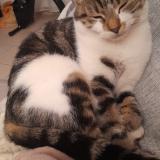 Photo de chat perdu à Saint Pryve Saint Mesmin