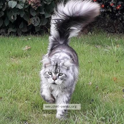 Photo 1/1 Texas Chat perdu à Miniac sous becherel