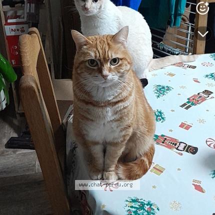 Photo 1/1 Olaf Chat perdu à Saint amand les eaux