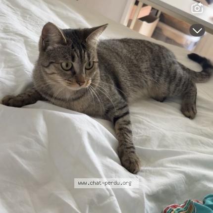 Photo 1/1 PtitBoucan Chat perdu à La queue en brie