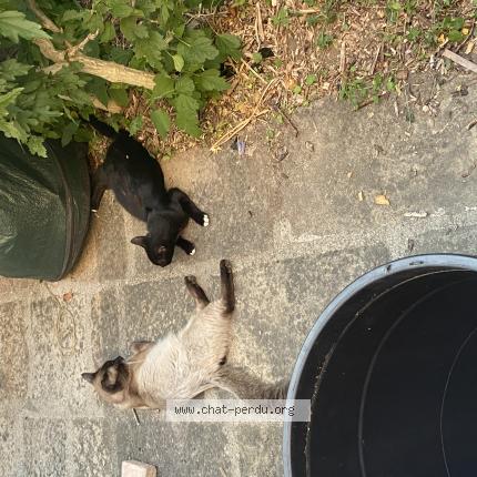 Photo 1/1 Chat trouvé Trouvé à Chavanay