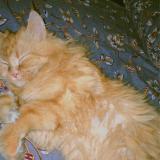 Photo de chat perdu à Rawalpindi