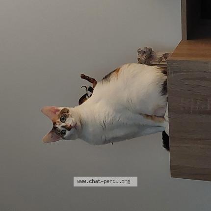 Photo 1/1 Tina Chat perdu à Becon les granits