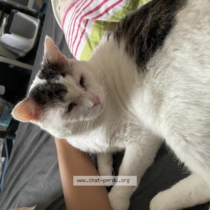 Photo 1/1 Mollet Chat perdu à Saint malo