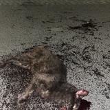 Photo de chat trouvé à Thouars