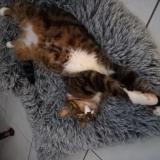 Photo de chat perdu à Ollainville