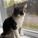 Photo de chat perdu à Longueuil
