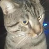 Photo de chat trouvé à Paris