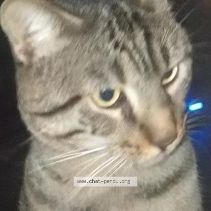 Photo 1/2 Chat trouvé Trouvé à Paris