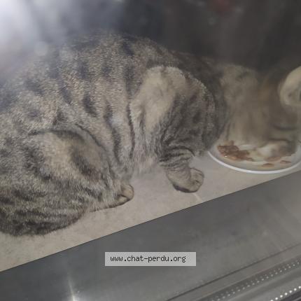 Photo 2/2 Chat trouvé Trouvé à Paris