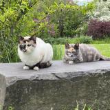 Photo de chat perdu à Portland