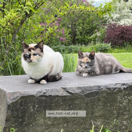 Photo 1/1 Blossom Chat perdu à Portland
