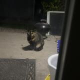 Photo de chat trouvé à Denver