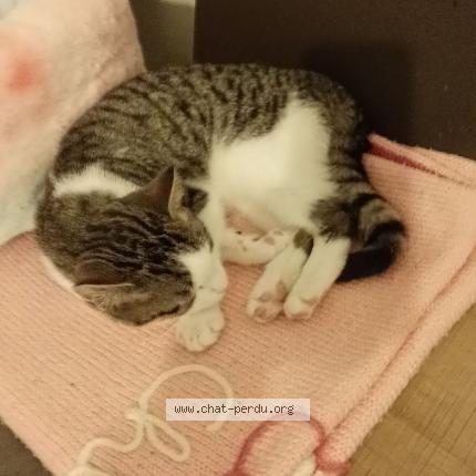 Photo 1/1 Kiwi Chat perdu à Chateauneuf sur charente