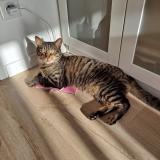 Photo de chat perdu à Meschers Sur Gironde