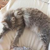 Photo de chat perdu à Toulouse