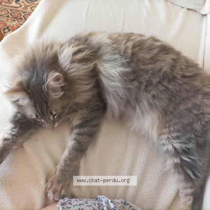 Photo 1/1 Chat retrouvé Perdu à Toulouse