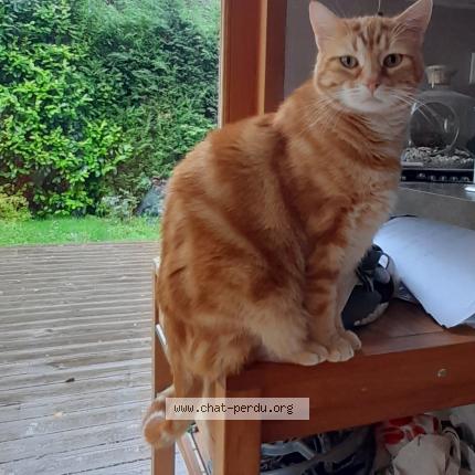 Photo 1/1 Leon Chat perdu à Saint nizier du moucherotte