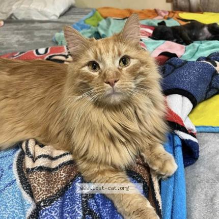 Photo 1/1 Tigger Chat perdu à Rushmore