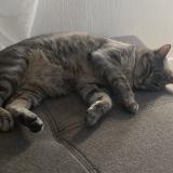 Photo de chat perdu à Cuq Toulza