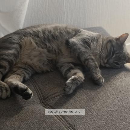 Photo 1/1 Chat retrouvé Perdu à Cuq Toulza