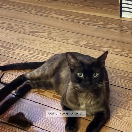 Photo 1/1 Uggy Chat perdu à Valentigney