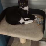 Photo de chat perdu à Plechatel