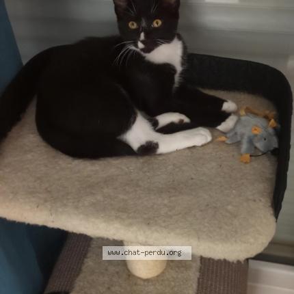 Photo 1/1 Lumi Chat perdu à Plechatel