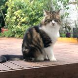 Photo de chat perdu à Lille