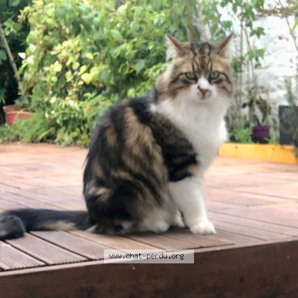 Photo 1/1 Loukoum Chat perdu à Lille