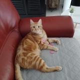 Photo de chat perdu à La Vile Aux Dames