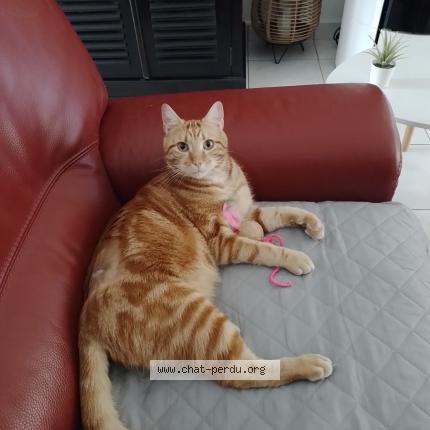 Photo 1/1 Pamplemousse Chat perdu à La vile aux dames